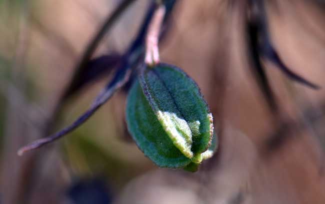 Aristolochia watsonii, Watson's Dutchman's Pipe